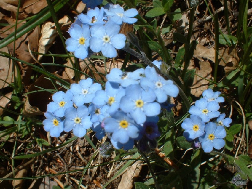 Anemone nemorosa, viola eugeniae, ranunculo